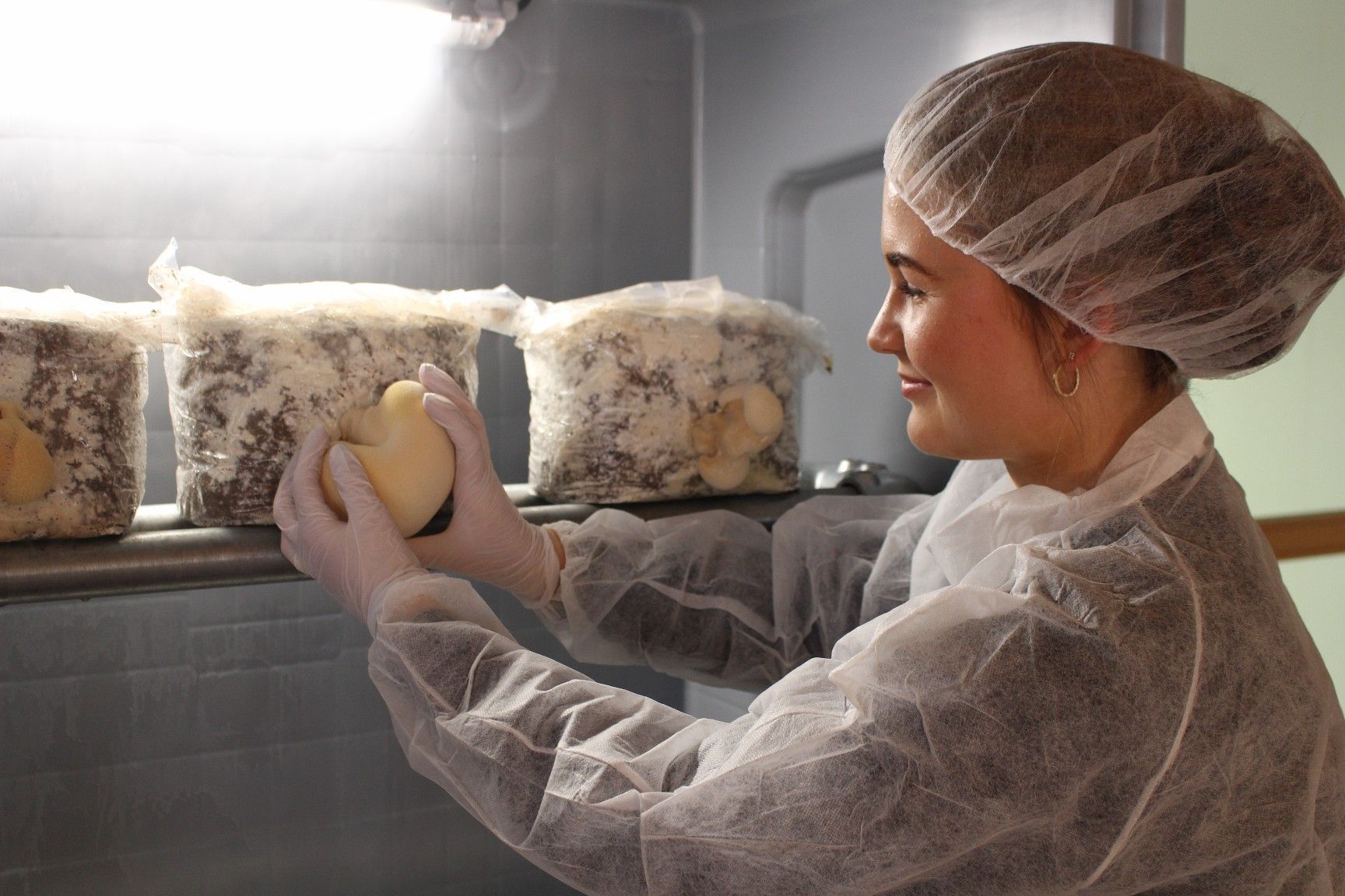 Weil der Igelstachelbart in der Natur nur selten vorkommt, wurden die Pilze bei naturhautnah Metzler gezüchtet.