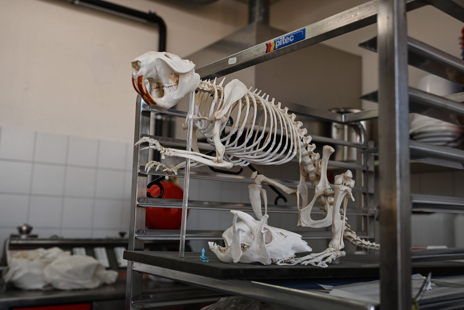 Auch Präparieren eines Tierskeletts, hier von einem Biber,  gehört zu den Aufgaben von ihm.