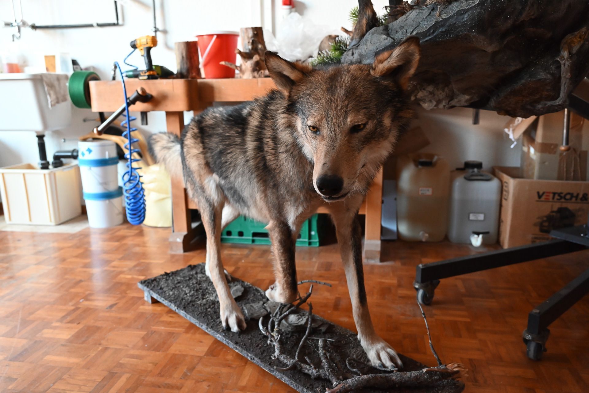 Dieser Wolf wurde gerade für eine Ausstellung fertig gestellt.
