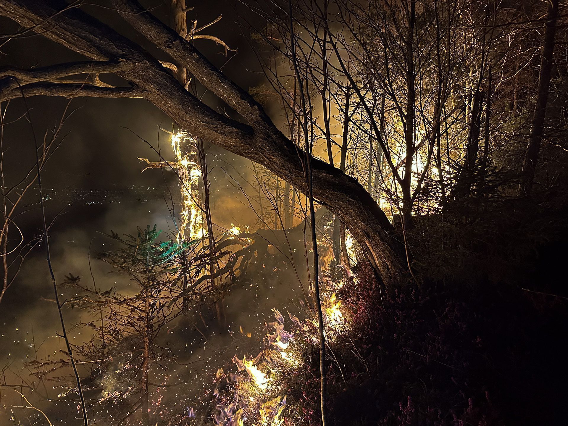 Waldbrand in Hohenems. (Quelle: Feuerwehr)