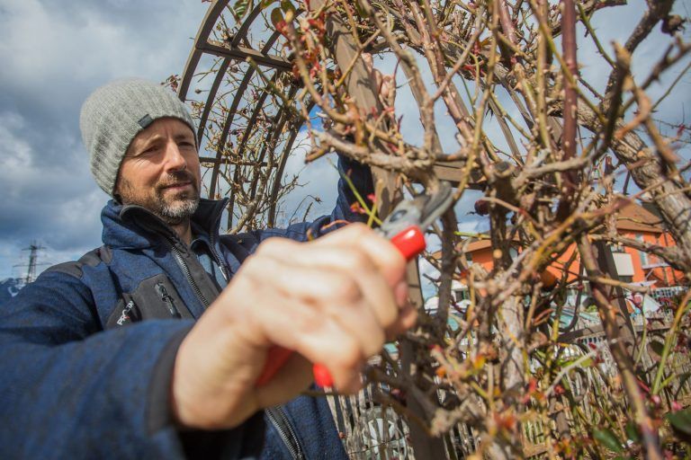 "Alles, was jetzt blüht, ist stark gefährdet" – Der Winter kehrt mit voller Wucht zurück