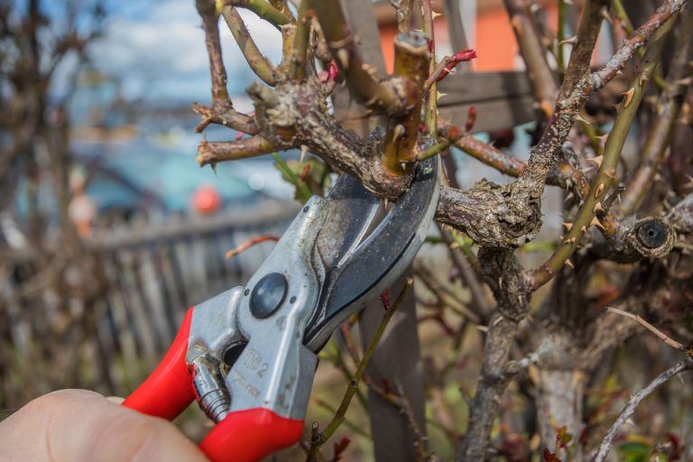 "Alles, was jetzt blüht, ist stark gefährdet" – Der Winter kehrt mit voller Wucht zurück