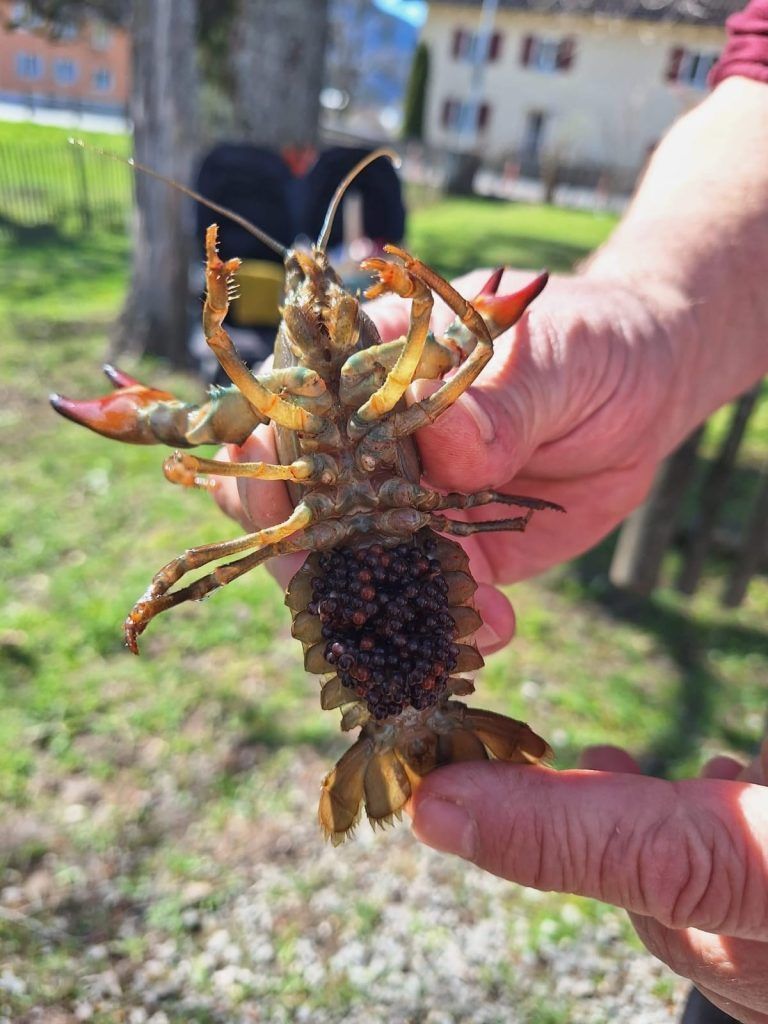 Alarm im Bachbett: Fischer Walter Leitner hat einen gefährlichen Einwanderer im Visier