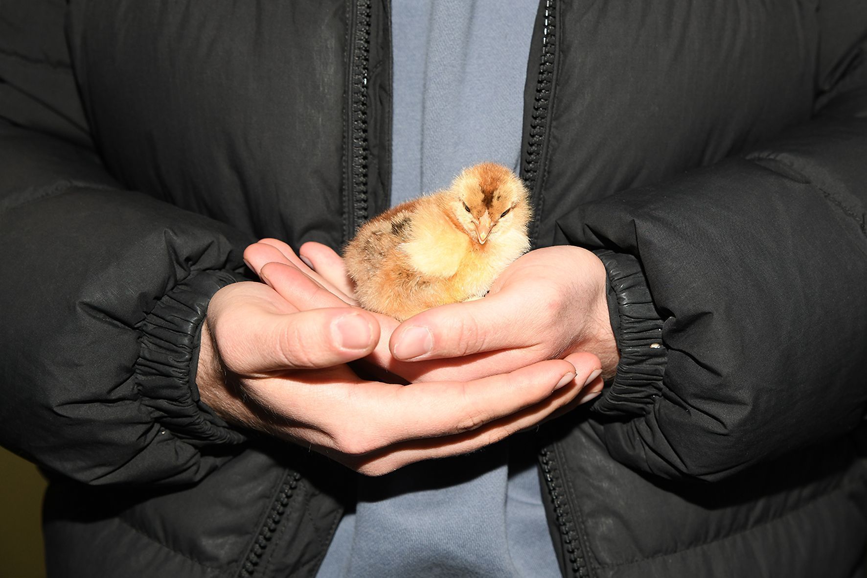 Die Küken stahlen dem politischen Besuch fast die Show.