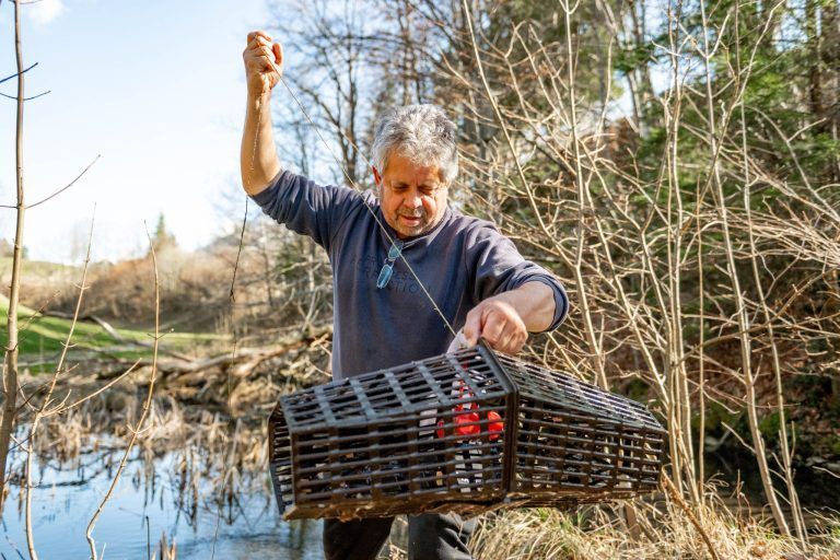 Alarm im Bachbett: Fischer Walter Leitner hat einen gefährlichen Einwanderer im Visier