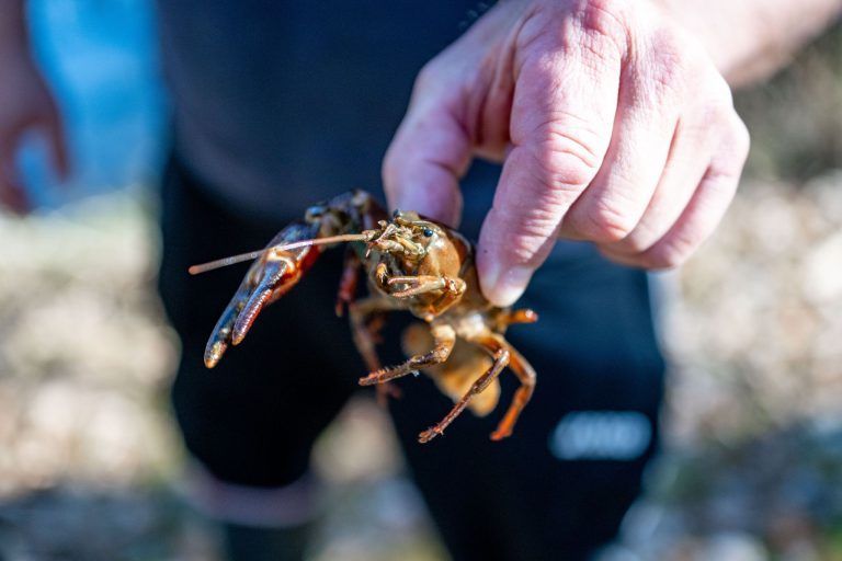 Alarm im Bachbett: Fischer Walter Leitner hat einen gefährlichen Einwanderer im Visier