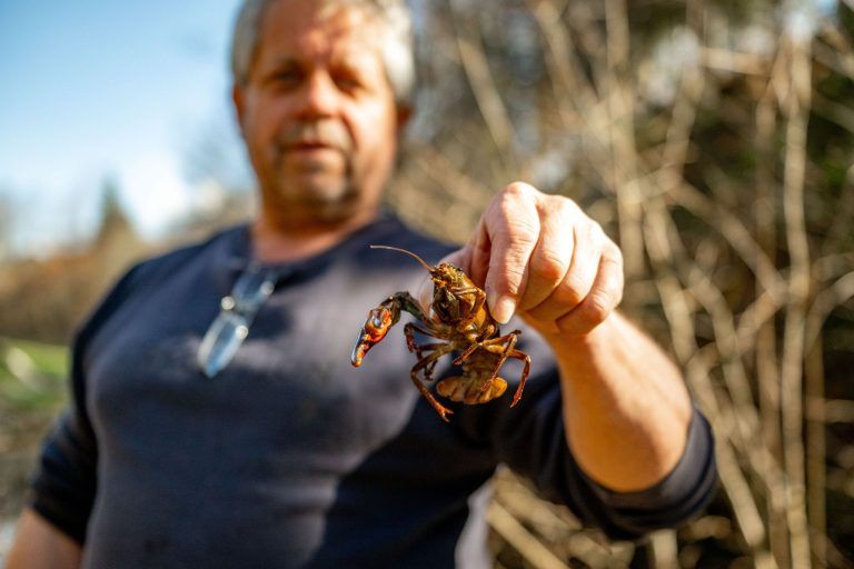 Alarm im Bachbett: Fischer Walter Leitner hat einen gefährlichen Einwanderer im Visier
