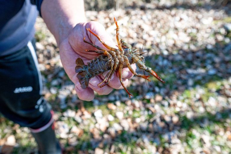 Alarm im Bachbett: Fischer Walter Leitner hat einen gefährlichen Einwanderer im Visier