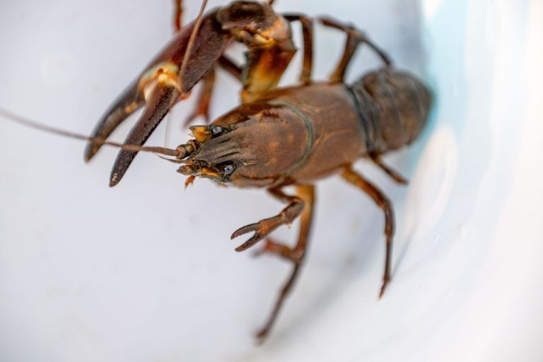 Alarm im Bachbett: Fischer Walter Leitner hat einen gefährlichen Einwanderer im Visier