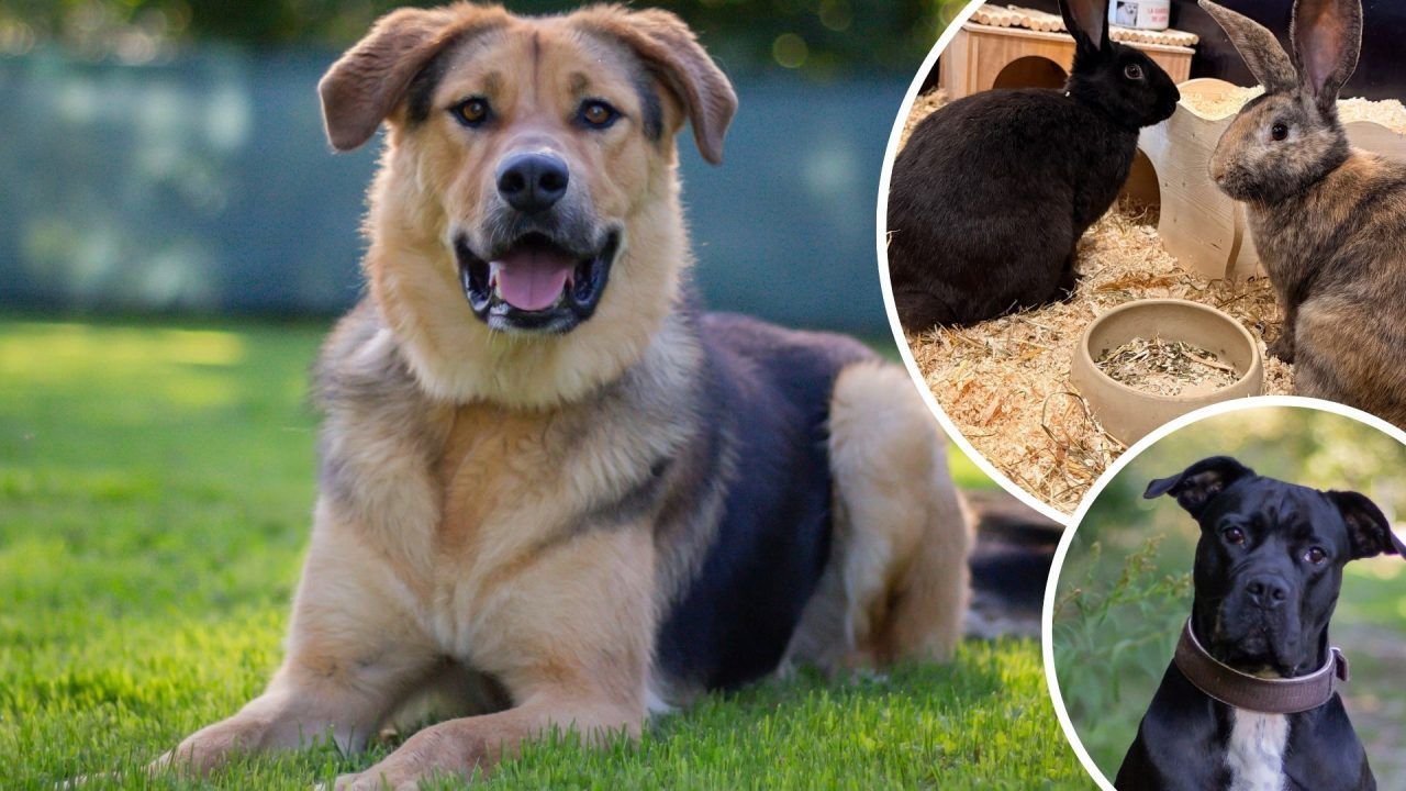 Gustav, Rudolf und Freddie sehnen sich nach einem schönen Plätzchen