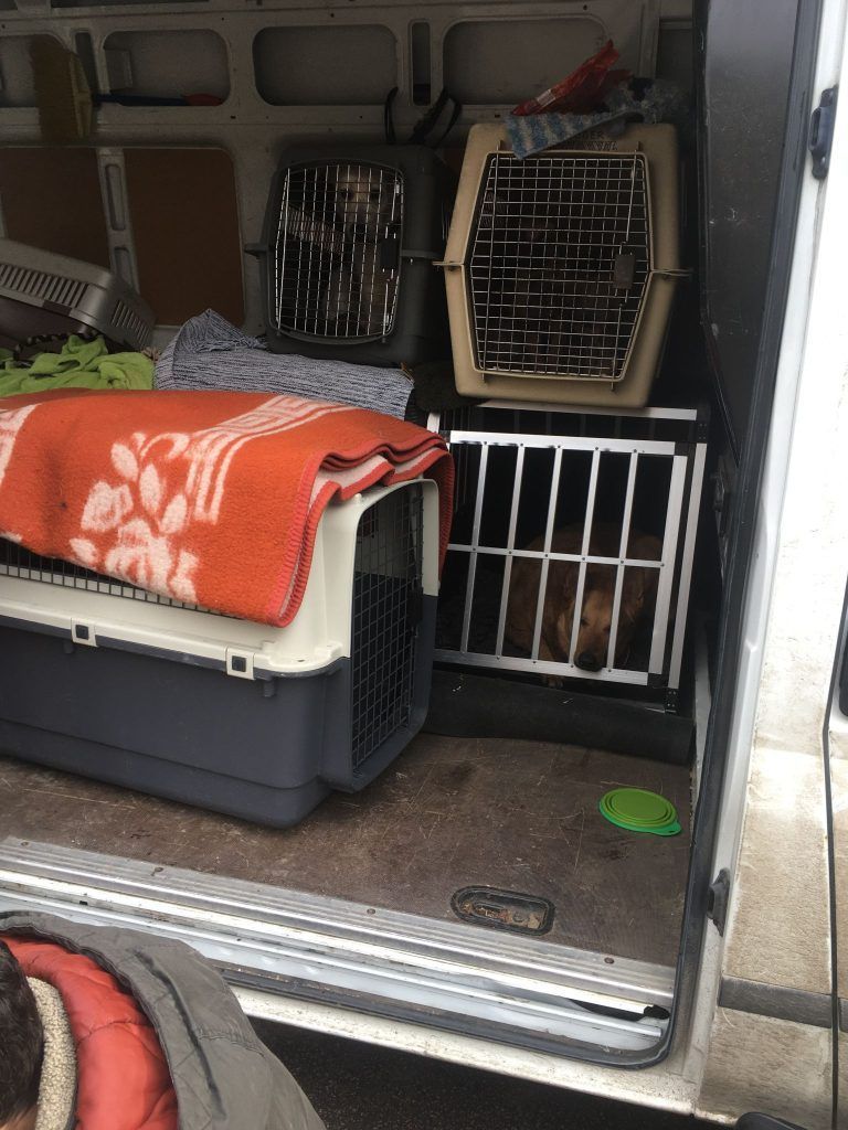 Maryna Liapina floh mit 44 Tieren von der Ukraine nach Österreich