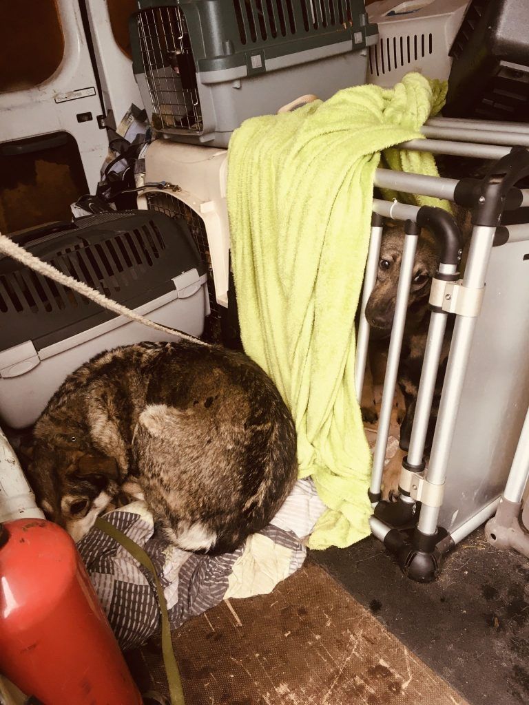 Maryna Liapina floh mit 44 Tieren von der Ukraine nach Österreich