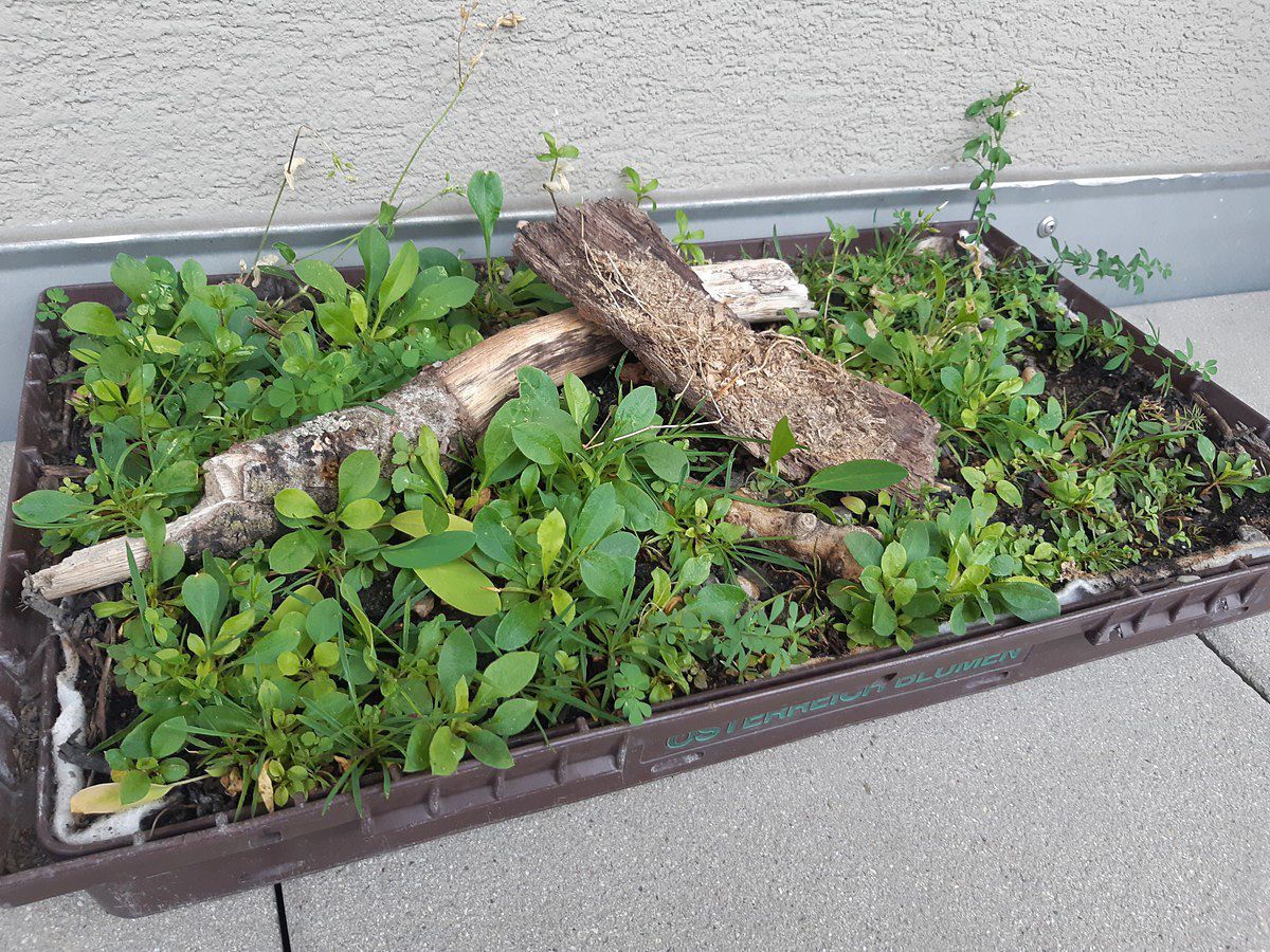 Grüne Ideen für Haus und Garten