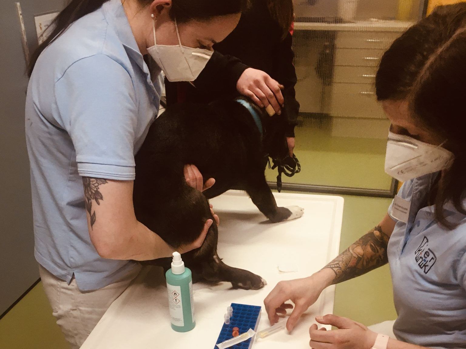 Maryna Liapina floh mit 44 Tieren von der Ukraine nach Österreich