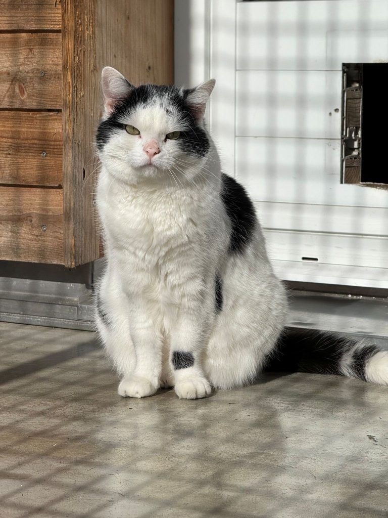 Der freundliche Dusty sehnt sich nach Liebe