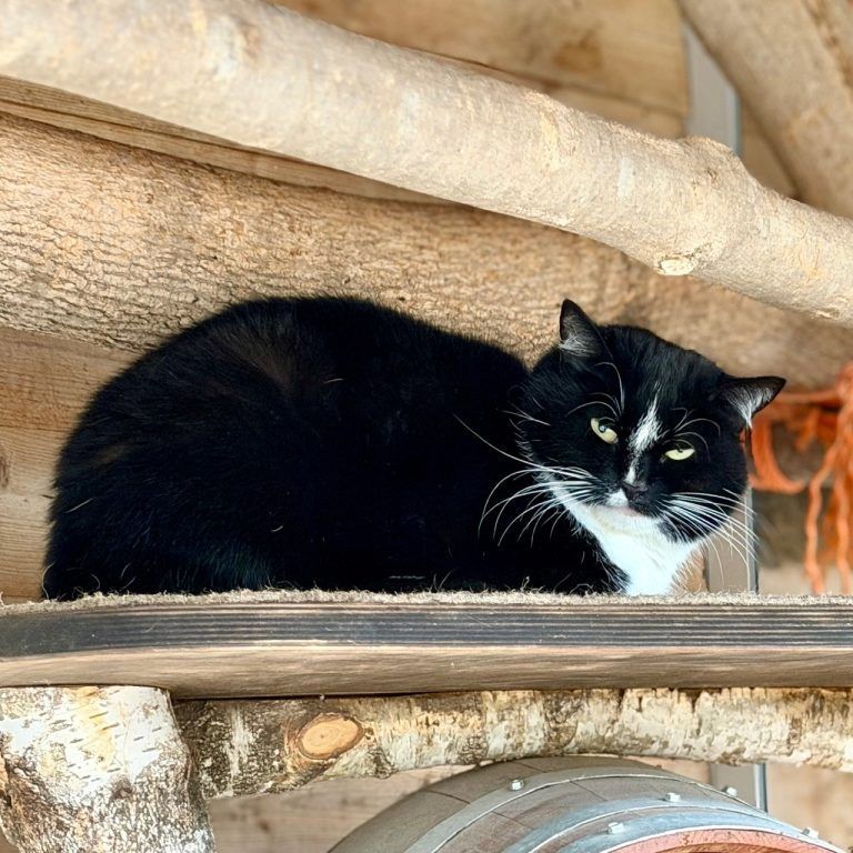 Der freundliche Dusty sehnt sich nach Liebe