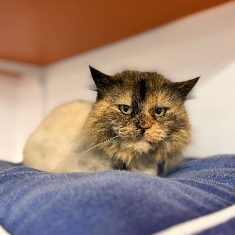 Gustav, Rudolf und Freddie sehnen sich nach einem schönen Plätzchen