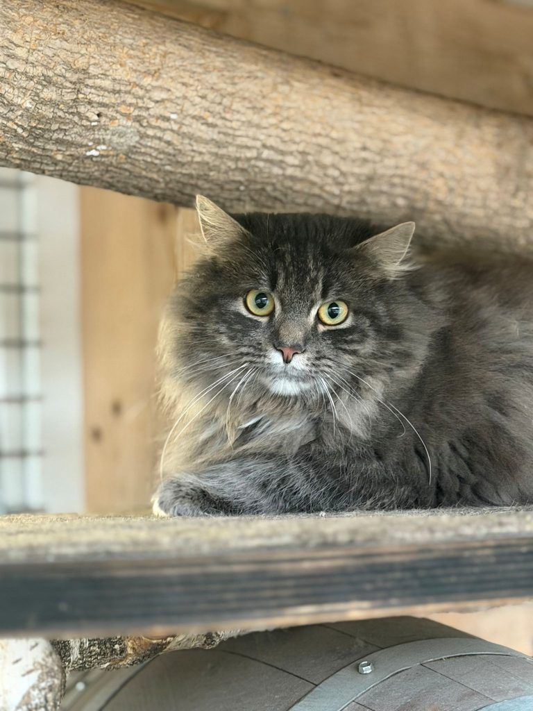 Wer will mich? Krümel sucht einen Herzensmenschen