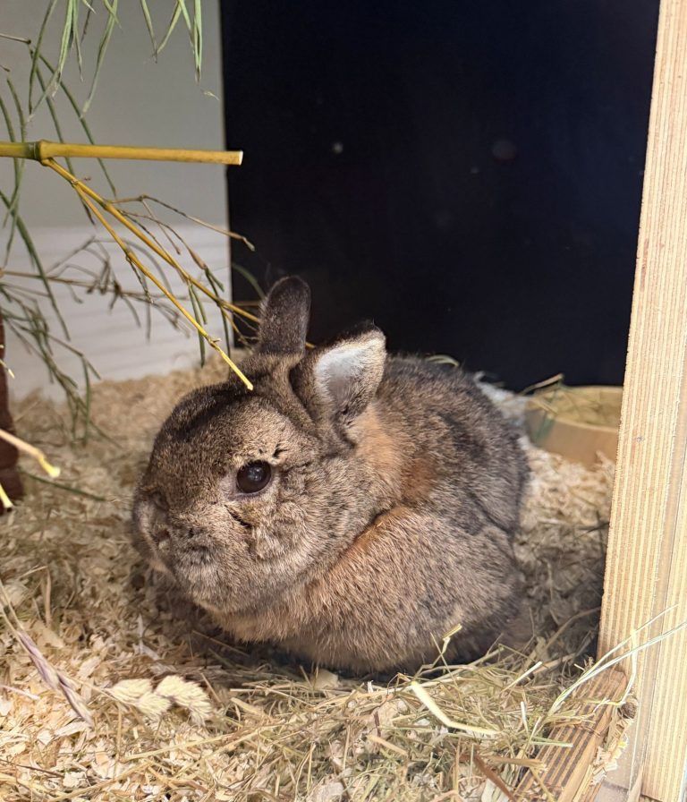 Wer will mich? Krümel sucht einen Herzensmenschen