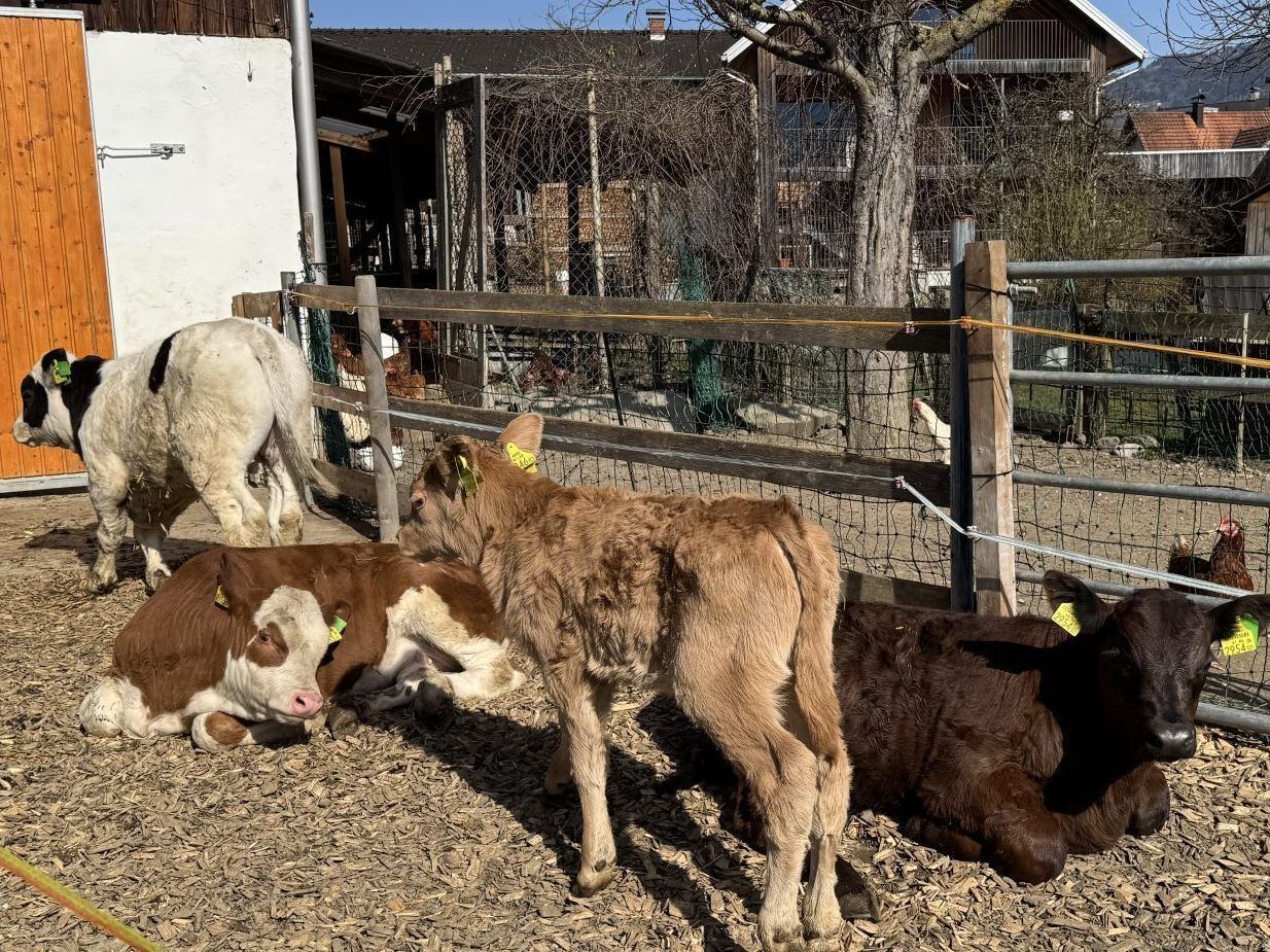 "Ich bringe die Kühe zur Welt, aber nicht zum Metzger" – Julia ist Kuhhebamme, Katzen sind ihr Personal