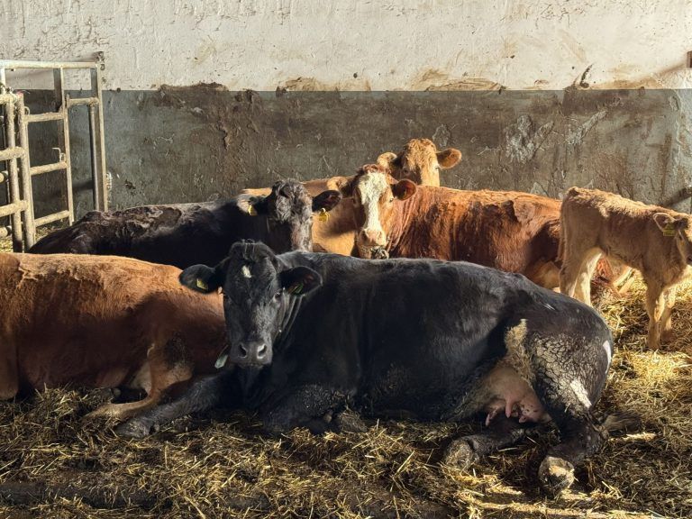 "Ich bringe die Kühe zur Welt, aber nicht zum Metzger" – Julia ist Kuhhebamme, Katzen sind ihr Personal