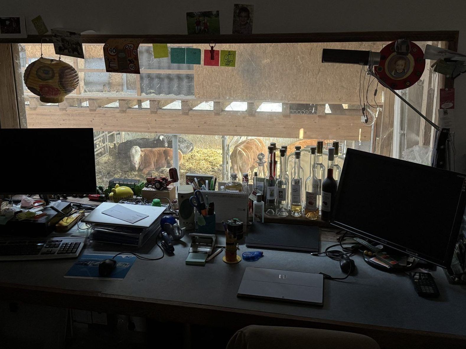 "Ich bringe die Kühe zur Welt, aber nicht zum Metzger" – Julia ist Kuhhebamme, Katzen sind ihr Personal