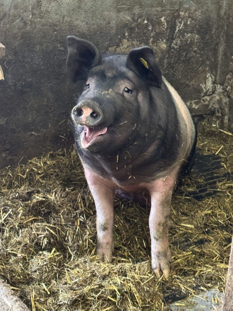"Ich bringe die Kühe zur Welt, aber nicht zum Metzger" – Julia ist Kuhhebamme, Katzen sind ihr Personal