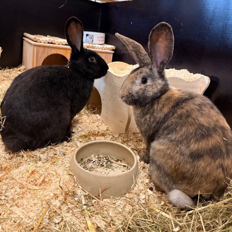 Gustav, Rudolf und Freddie sehnen sich nach einem schönen Plätzchen