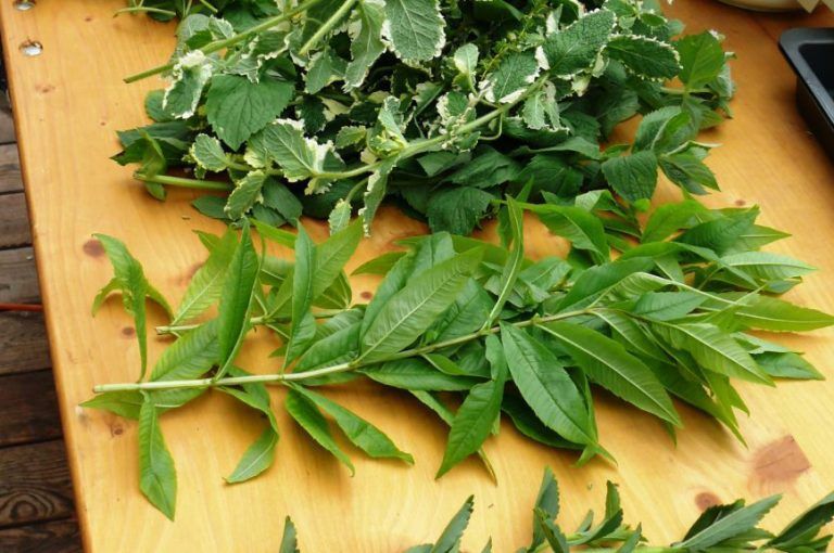 Kräuter für die Küche - © Harald Rammel