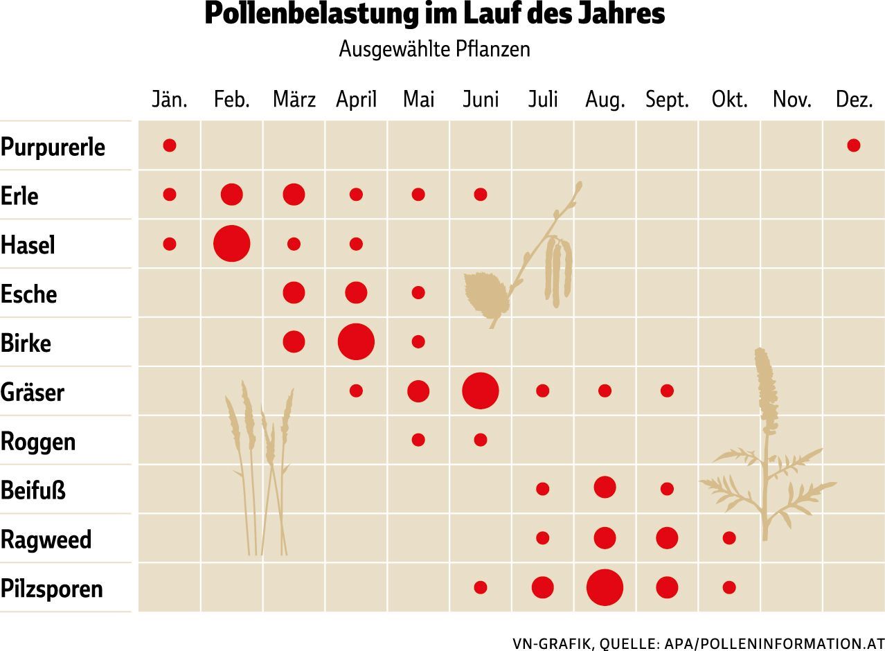 Pollenallergien nehmen zu: So schützen Sie sich