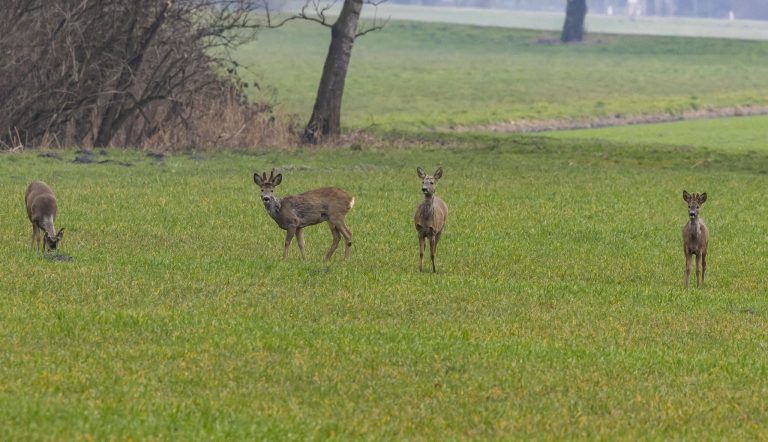 Warum dem Biber im Schweizer Ried bald Schlimmes droht
