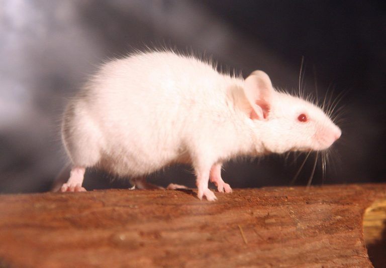 Bundesländer machen um Tierversuche ein großes Geheimnis