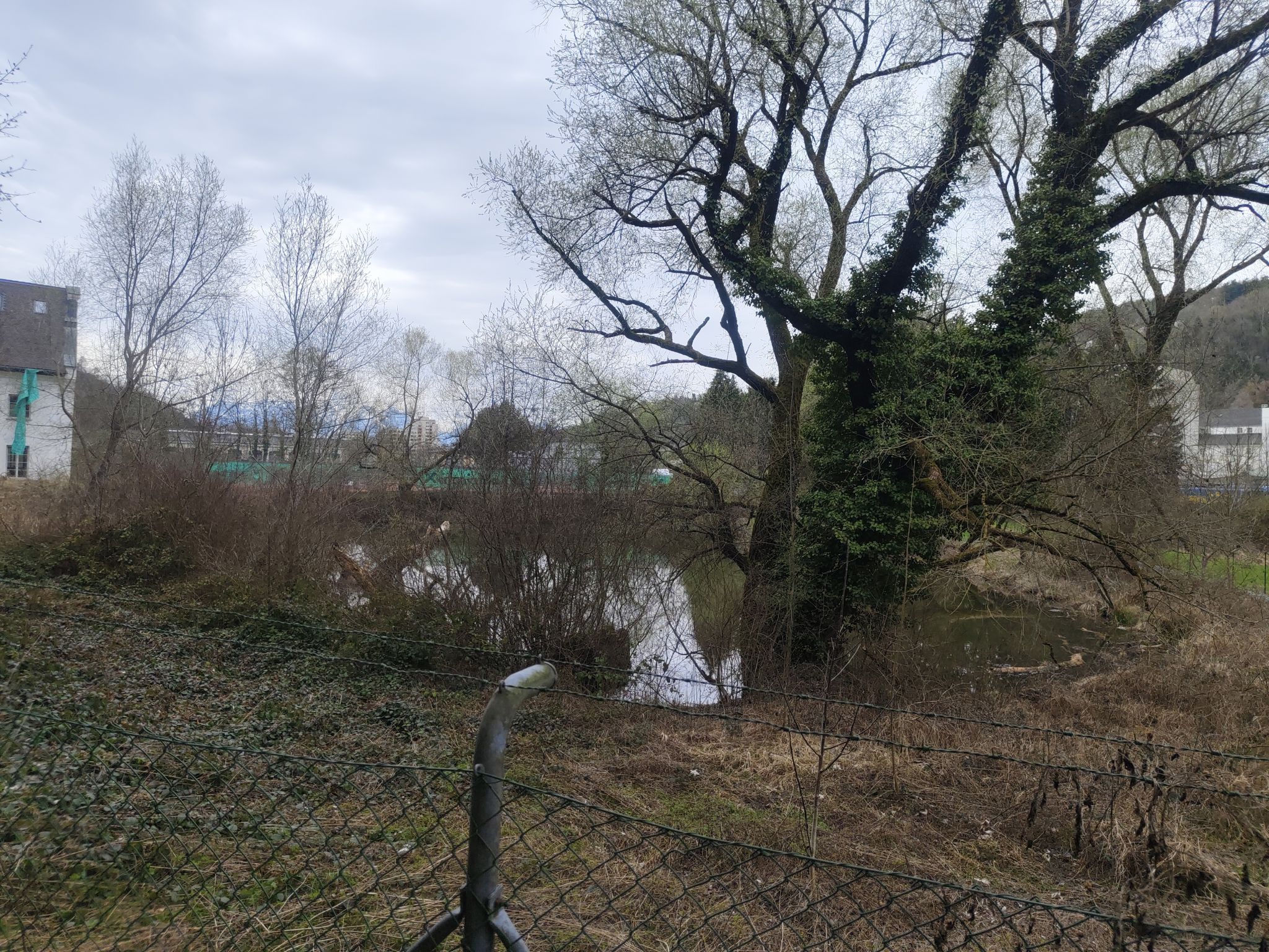 Der Levner Weiher ist wertvoller Lebensraum für Amphibien – kein Badesee.