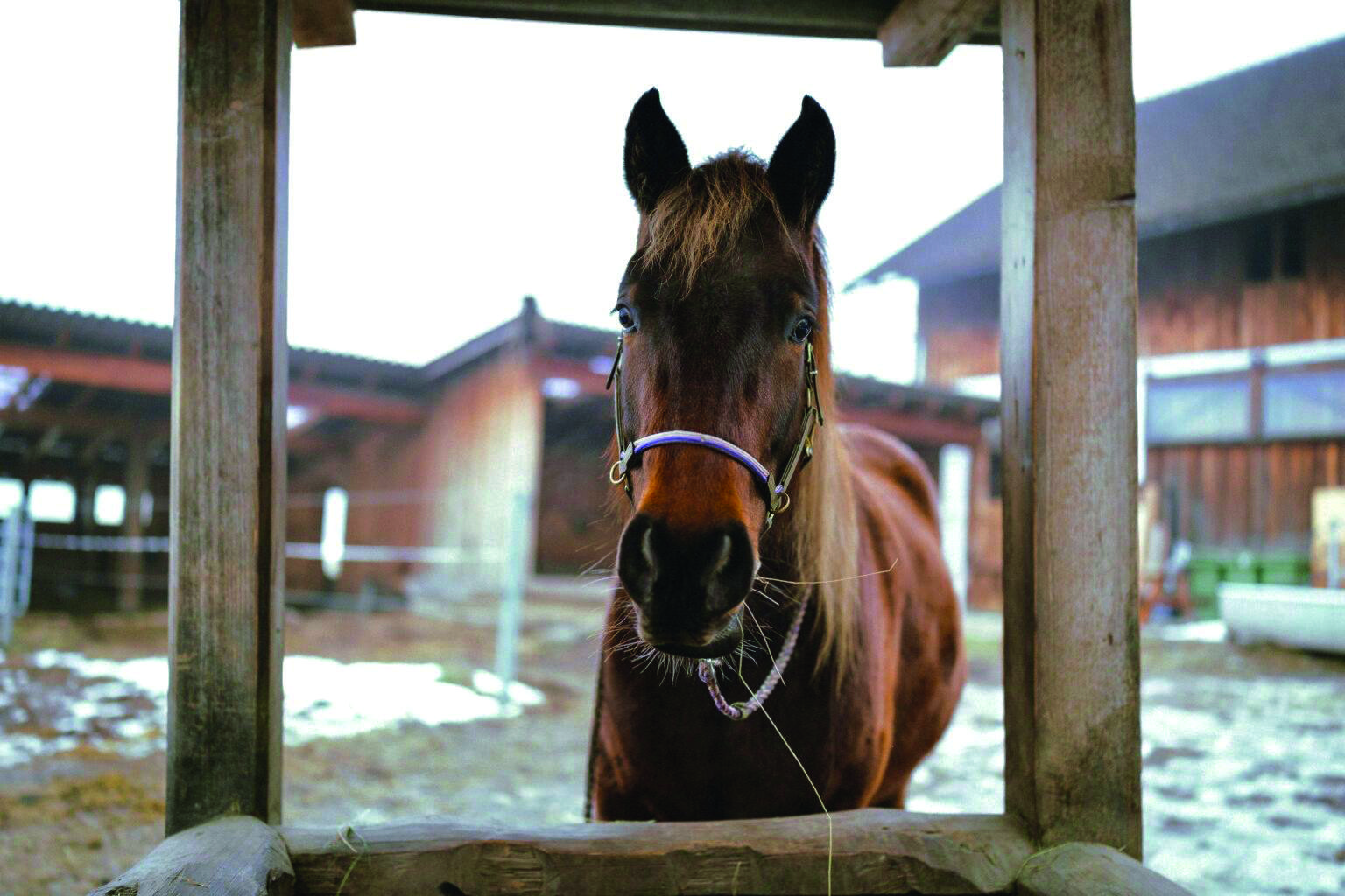 Avar lässt sich gerne mit Äpfeln füttern.