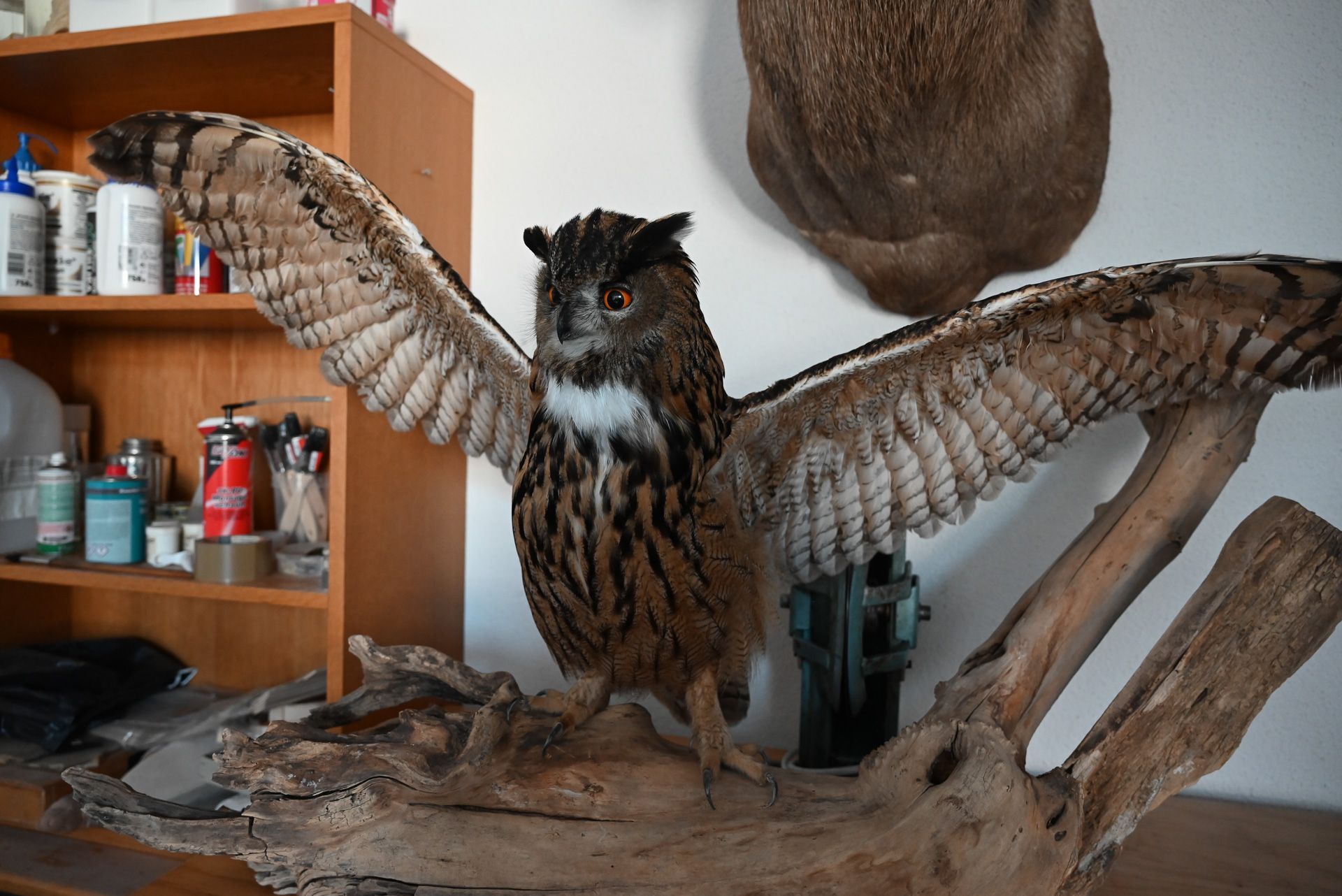 Ob Fell- oder Federtiere: Peter Niederklopfer hat schon alle Tiere, die bei uns leben, präpariert.