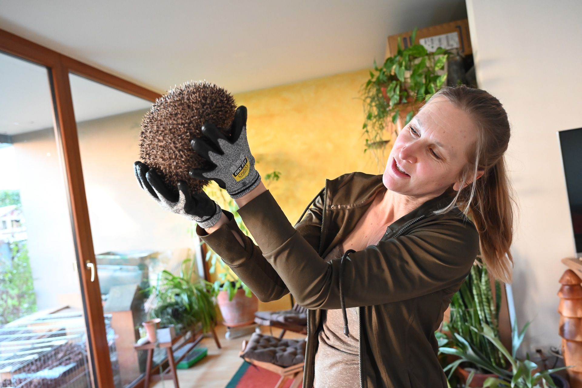Sabine Matt untersucht die Igel und vergewissert sich genau, was ihnen fehlt.