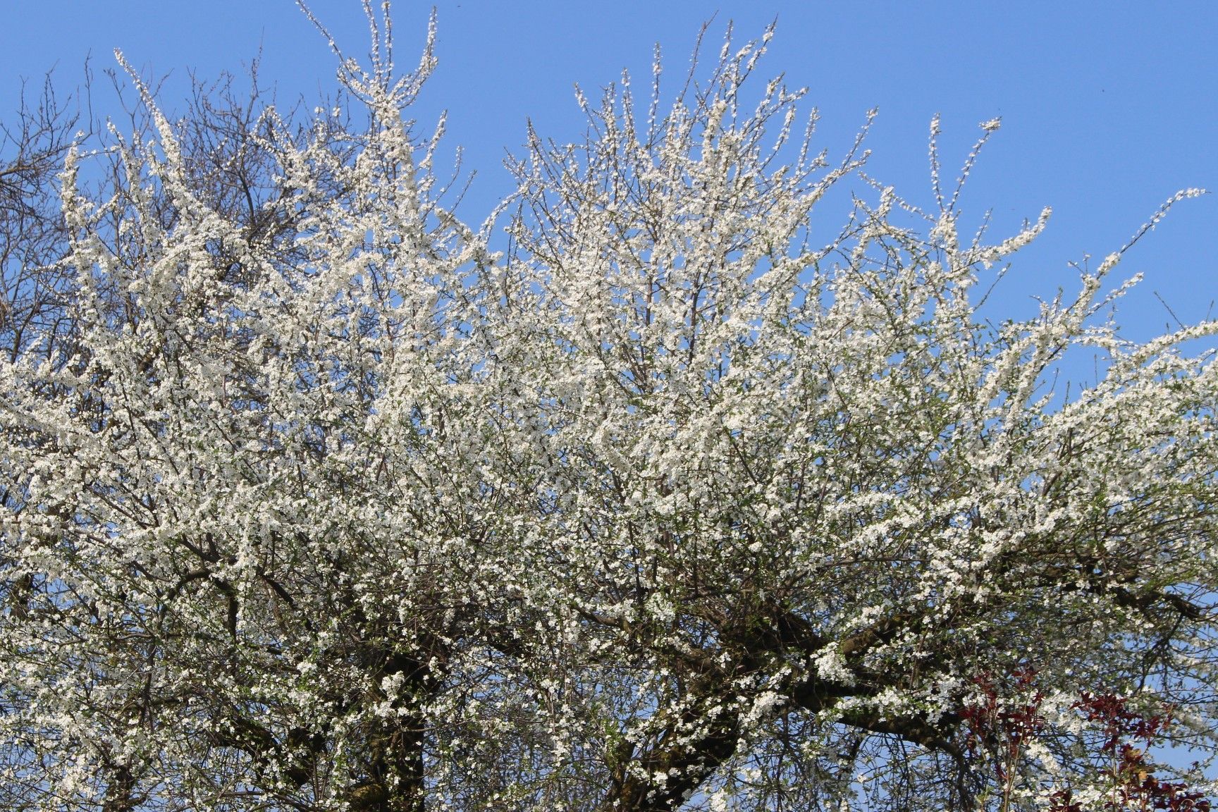 Pünktlich zum Frühjahrsbeginn sind im Rheintal die ersten Steinobstbäume in weißer Blütenpracht erstrahlt. Dessen ungeachtet hoffen die hochgelegenen Wintersportzentren, dass damit die Lust auf Frühjahrsskilauf nicht verloren ging.