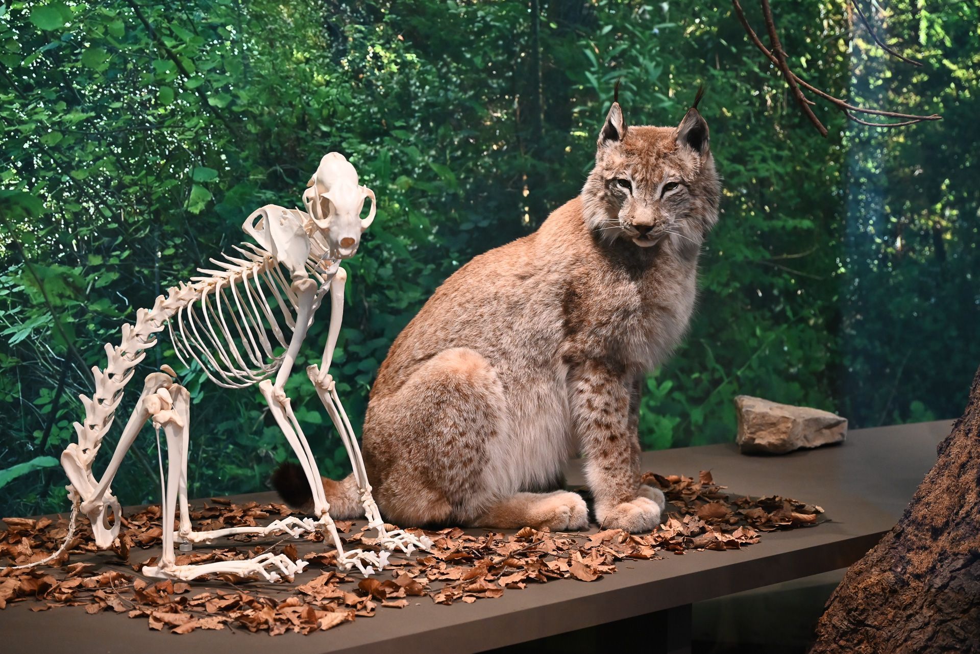 Der Luchs und das dazugehörige Skelett sind unter anderem in der sehenswerten Ausstellung im Liechtensteinischen Landes Museum zu bestaunen. 