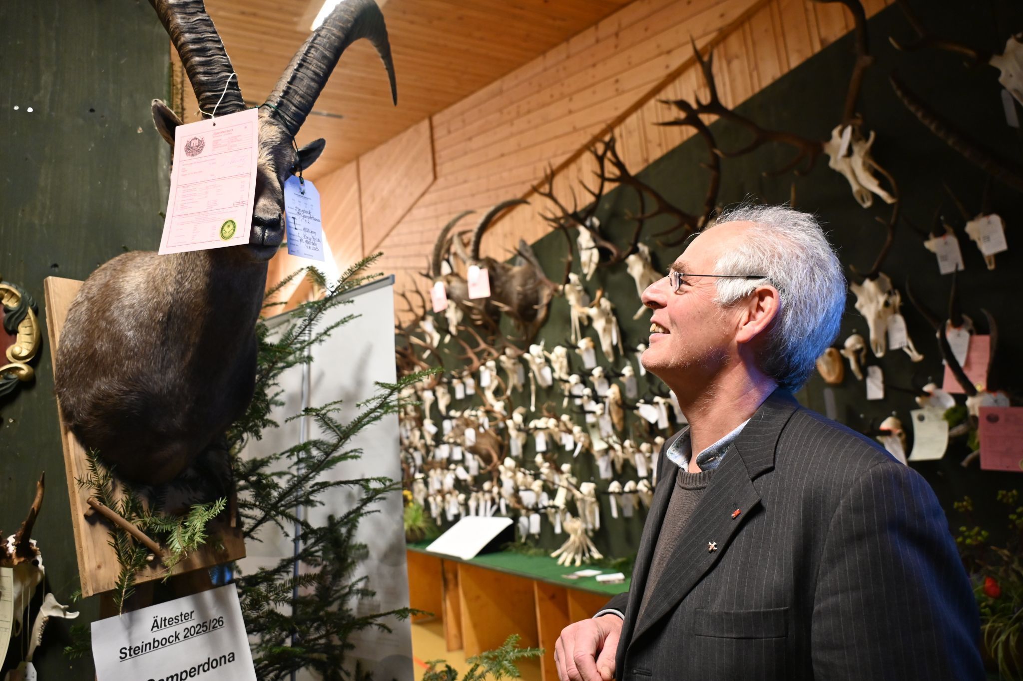Der älteste Steinbock wurde präsentiert und genauestens angeschaut.