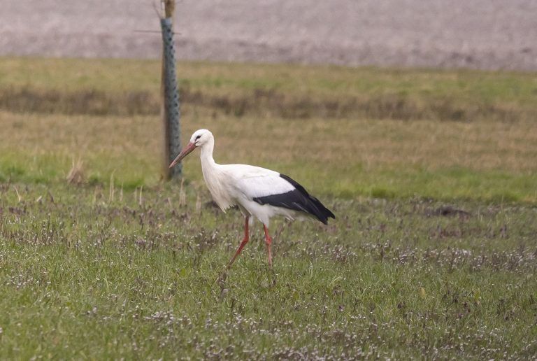 Warum dem Biber im Schweizer Ried bald Schlimmes droht