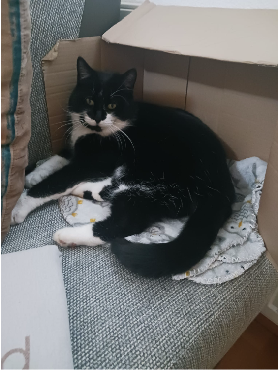 "Ich bringe die Kühe zur Welt, aber nicht zum Metzger" – Julia ist Kuhhebamme, Katzen sind ihr Personal