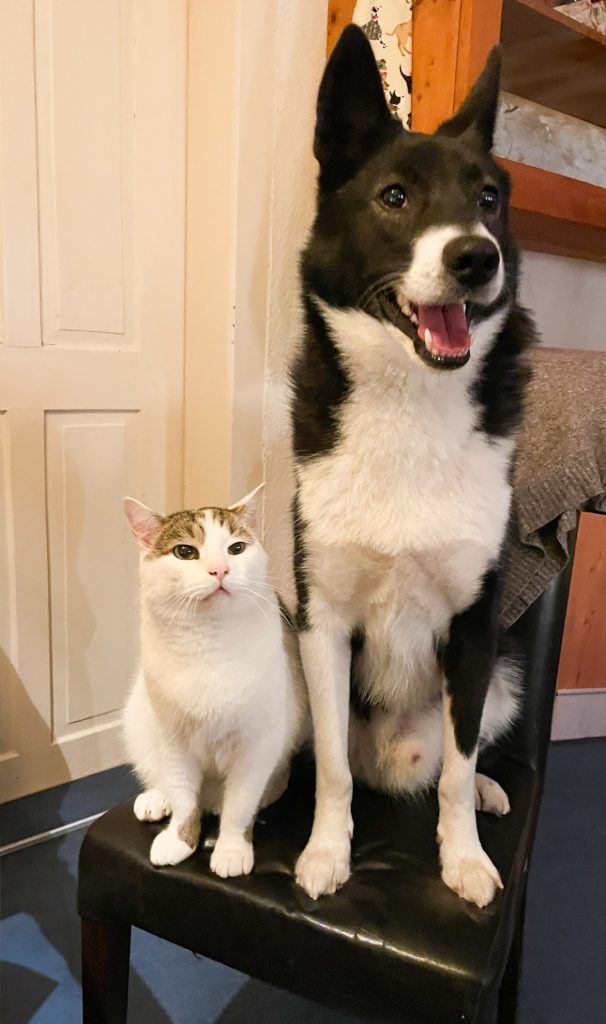 Maryna Liapina floh mit 44 Tieren von der Ukraine nach Österreich