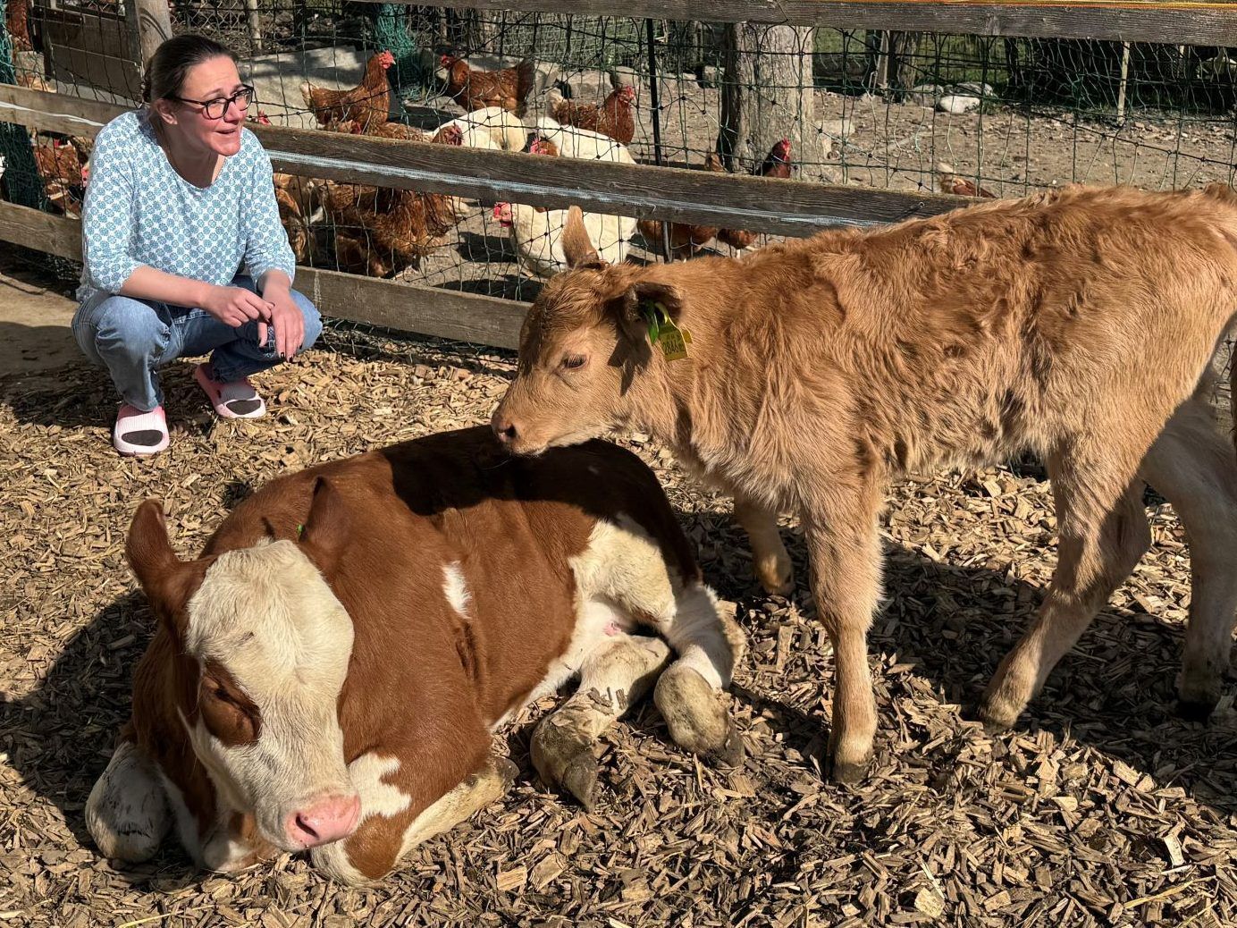 "Ich bringe die Kühe zur Welt, aber nicht zum Metzger" – Julia ist Kuhhebamme, Katzen sind ihr Personal