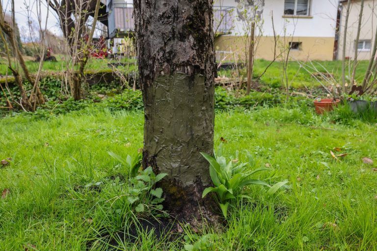Wie ein Biber in Hohenems Hausbesitzer zur Verzweiflung bringt