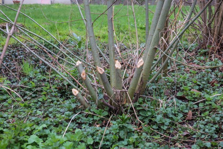 Wie ein Biber in Hohenems Hausbesitzer zur Verzweiflung bringt