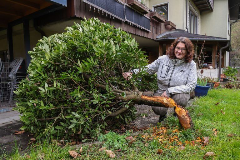Wie ein Biber in Hohenems Hausbesitzer zur Verzweiflung bringt