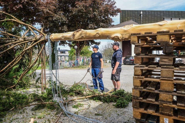 Eine Fichte, ein Dorf, ein Fest: Kraftakt für den Maibaum