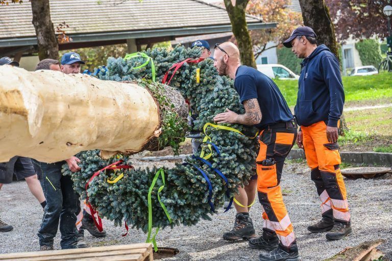 Eine Fichte, ein Dorf, ein Fest: Kraftakt für den Maibaum