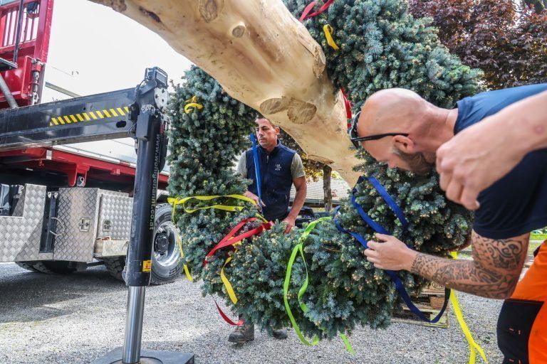 Eine Fichte, ein Dorf, ein Fest: Kraftakt für den Maibaum