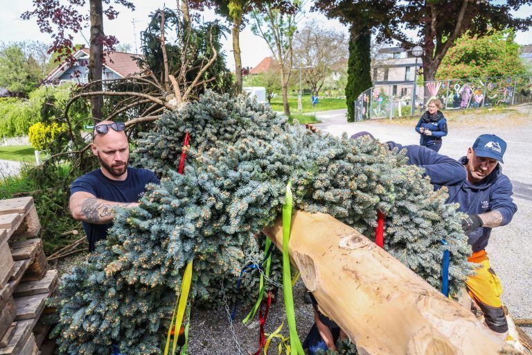 Eine Fichte, ein Dorf, ein Fest: Kraftakt für den Maibaum